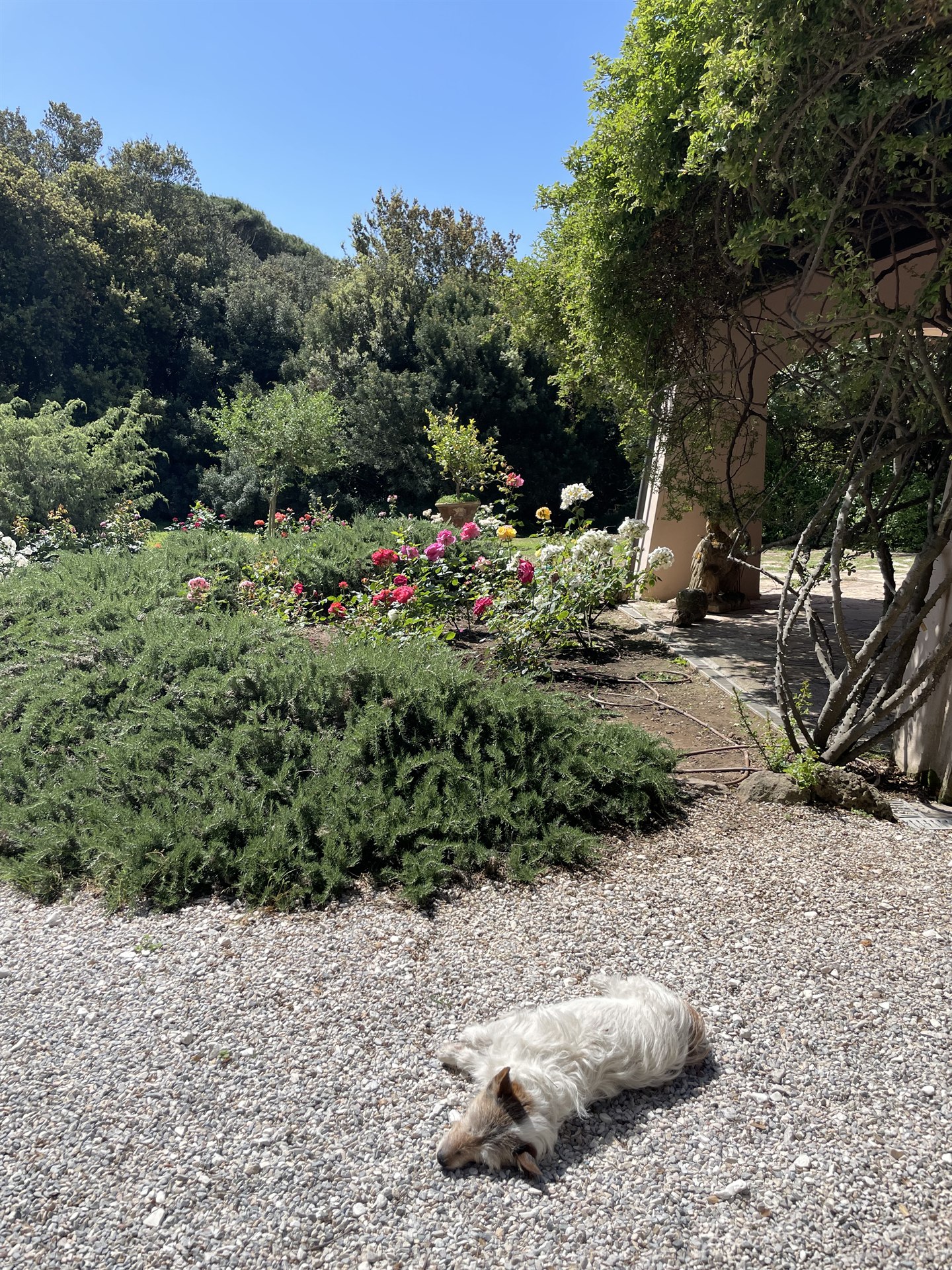 Una mattina in giardino