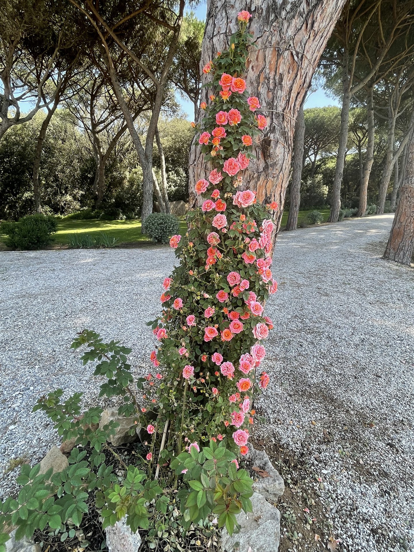 Le rose sui pini