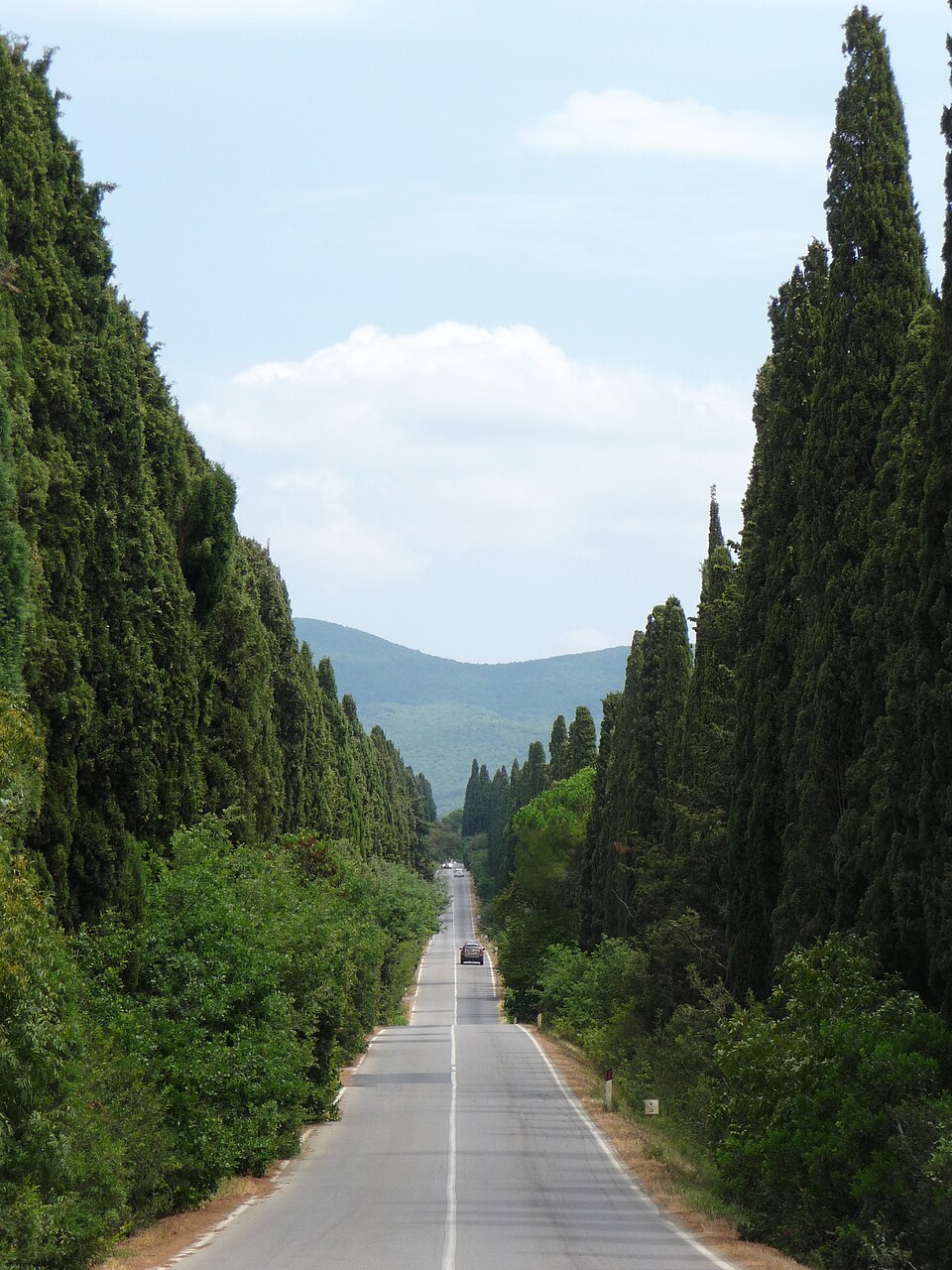 Il Viale dei Cipressi di Bolgheri