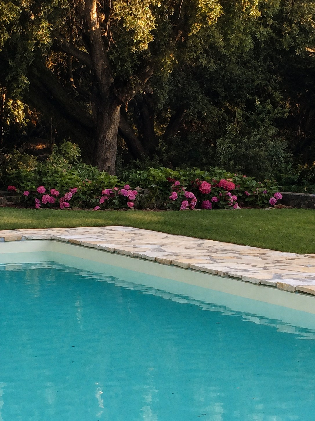 La piscina e le ortensie