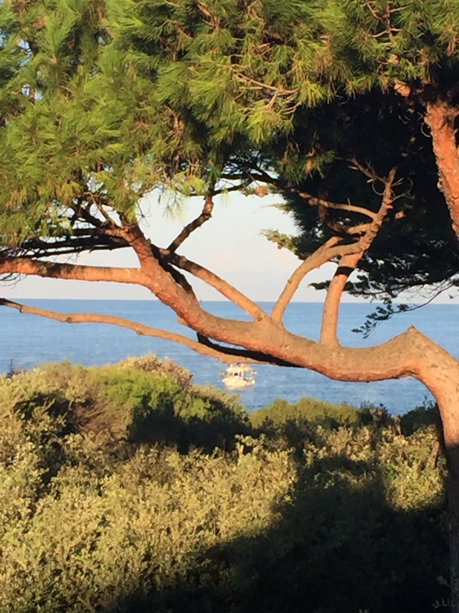 Il mare di Rimigliano visto attraverso i pini